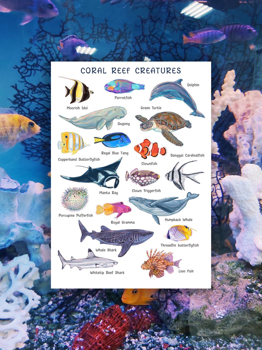 Coral Reef Creatures Poster 🪸🐠 

#freelanceproject #freelanceillustrator #illustrator #coralreef #posterdesign #fish #marineanimals #digitalillustration #illustrativeposter #noplastic #saveoceans #ocean