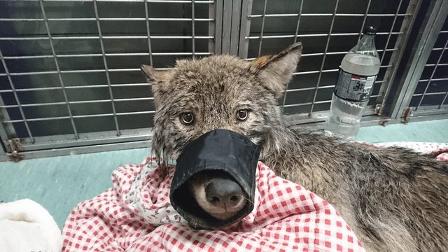 Two young construction workers in Estonia rescued what they believed was a dog who was stuck in a frozen lake. Carried it to their car and drove him to an animal shelter without having any idea it was a wolf.