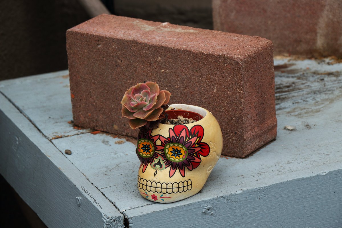 Life & Death
#flower #succulent #succulents #diadelosmuertos #díademuertos #shull #calavera #calaveras