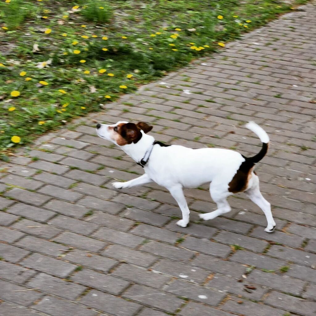 Beleckiy's tweet photo. Шукаю білочок в нашому парку 🐿️👀
.
.
#jessijrt #джекрасселтерьер #джекрассел #дрт #собака #jackrussellterrier #jackrussell #jackrussel #jrt #dog #pet #doglover #dogsofinstagram #instadog #ilovemydog #ilovedogs #dogs #jackrussellsofig #jrtofinstagram … https://t.co/3Q656oOglU https://t.co/mykVMdZPSt