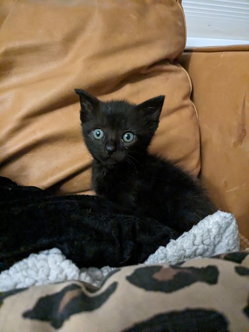 Oof! This little angel plopped into our life this weekend. Anyone wanting to adopt a darling kitten?<a href="/tag/mvsales"class="tags"><span>#mvsales</span></a>