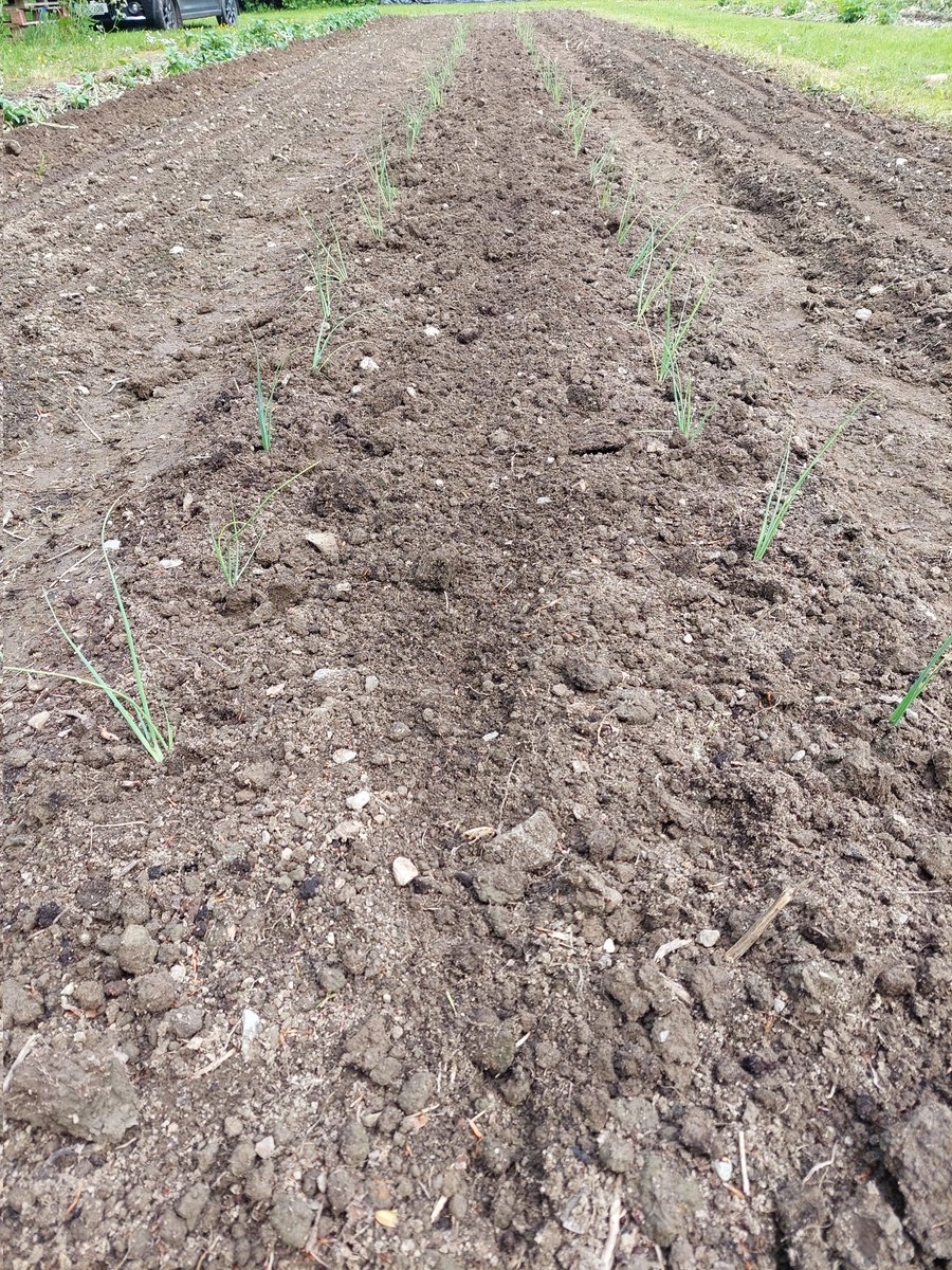 GardenerGareth's tweet image. Leeks hitting the ground here at HQ

#GIY #SmallScaleFarming #Donegal