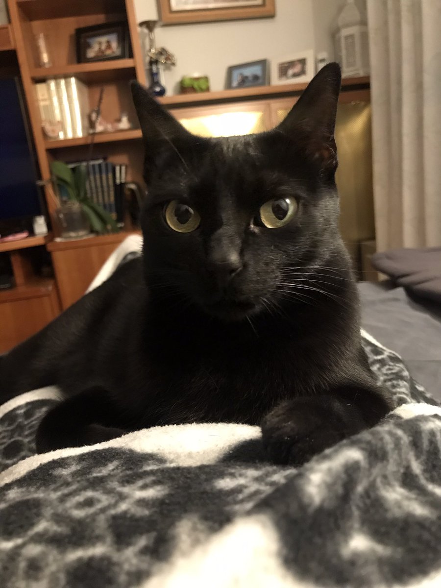 9DPT terminado y este pequeñín no se ha despegado de mi el tiempo que he estado en casa de mi hermana. Todo el día tumbado en mi tripa y dándome mimis. Será verdad lo que dicen? #infertilpandy #infertility #FIV #mama #mspe #mibebe #mimantra “voy a ser la mamá de mi bebé” ❤️🌈🍀🤞