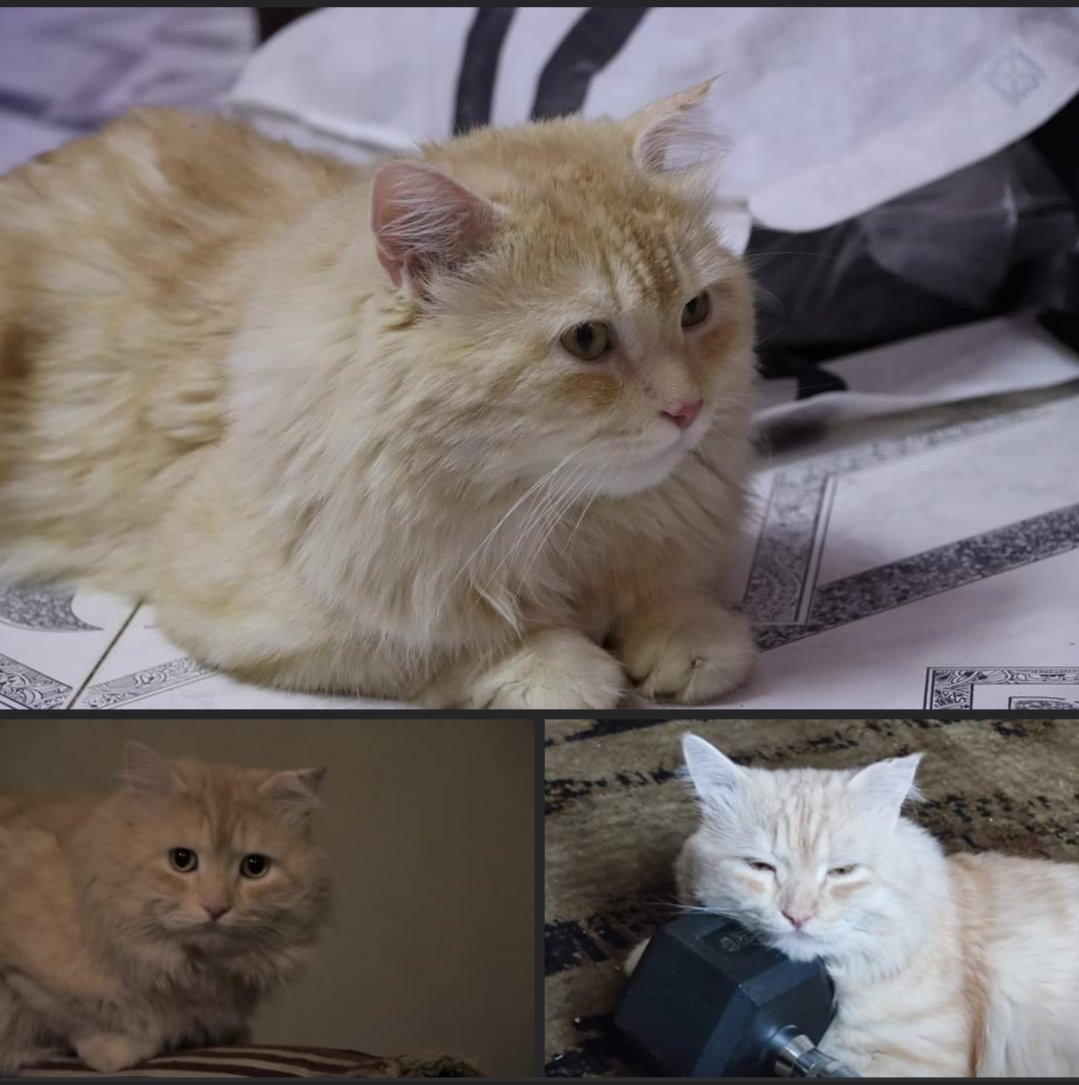 ضروري يا جماعة من فضلكم اللي يقدر يساعد في شارع المحافظة و حواليه في أسيوط