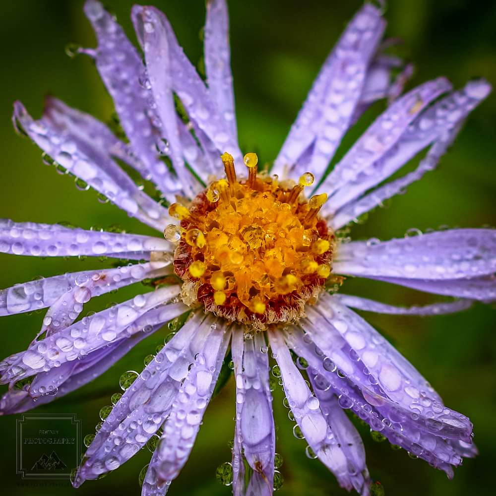 Raindrops on a purple aster. #raindrops #aster #flower #flora #purple #water #macro #Washington #petals @anglena_jolly @natureisbeaute