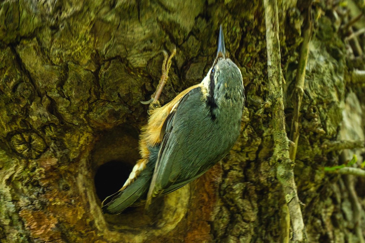 Di Stedman (@distedman) on Twitter photo A new patch, some new birds and my old friend the firecrest in his summer home ❤️ <a href="/HantsIWWildlife/">Hampshire & Isle of Wight Wildlife Trust</a> <a href="/BayChessel/">Chessel Bay Friends</a> <a href="/FriendsofRiver3/">Friends of Riverside Park</a> #millerspond #sholing #bitterne <a href="/Natures_Voice/">RSPB</a> <a href="/HOSbirding/">Hampshire Ornithological Society</a> <a href="/SholingValleys/">Sholing Valleys</a> A new patch, some new birds and my old friend the firecrest in his summer home ❤️ <a href="/HantsIWWildlife/">Hampshire & Isle of Wight Wildlife Trust</a> <a href="/BayChessel/">Chessel Bay Friends</a> <a href="/FriendsofRiver3/">Friends of Riverside Park</a> #millerspond #sholing #bitterne <a href="/Natures_Voice/">RSPB</a> <a href="/HOSbirding/">Hampshire Ornithological Society</a> <a href="/SholingValleys/">Sholing Valleys</a>