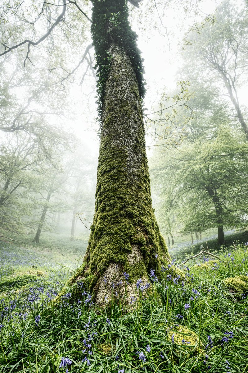 MonoThis's tweet image. Misty morning in Fishgarths Wood Cumbria.

Nikon Z50-VILTROX 13MM1.4

#wexmondays #fotospeed @wextweets @Fotospeed @ViltroxOfficial