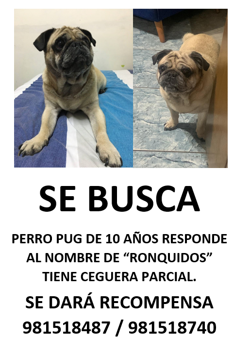 MarcoBaVe's tweet photo. Qué rabia e impotencia tengo. Me acaban de robar a mi perro "Ronquidos" en la puerta de mi casa.

Mi mamá está hecha pedazos y mi hermana también. 

Se lo llevaron en Villa María del Triunfo, por el palacio de la juventud.

Ayudenme a difundir, por favor. Se dará recompensa. https://t.co/C6FrhbR7HO