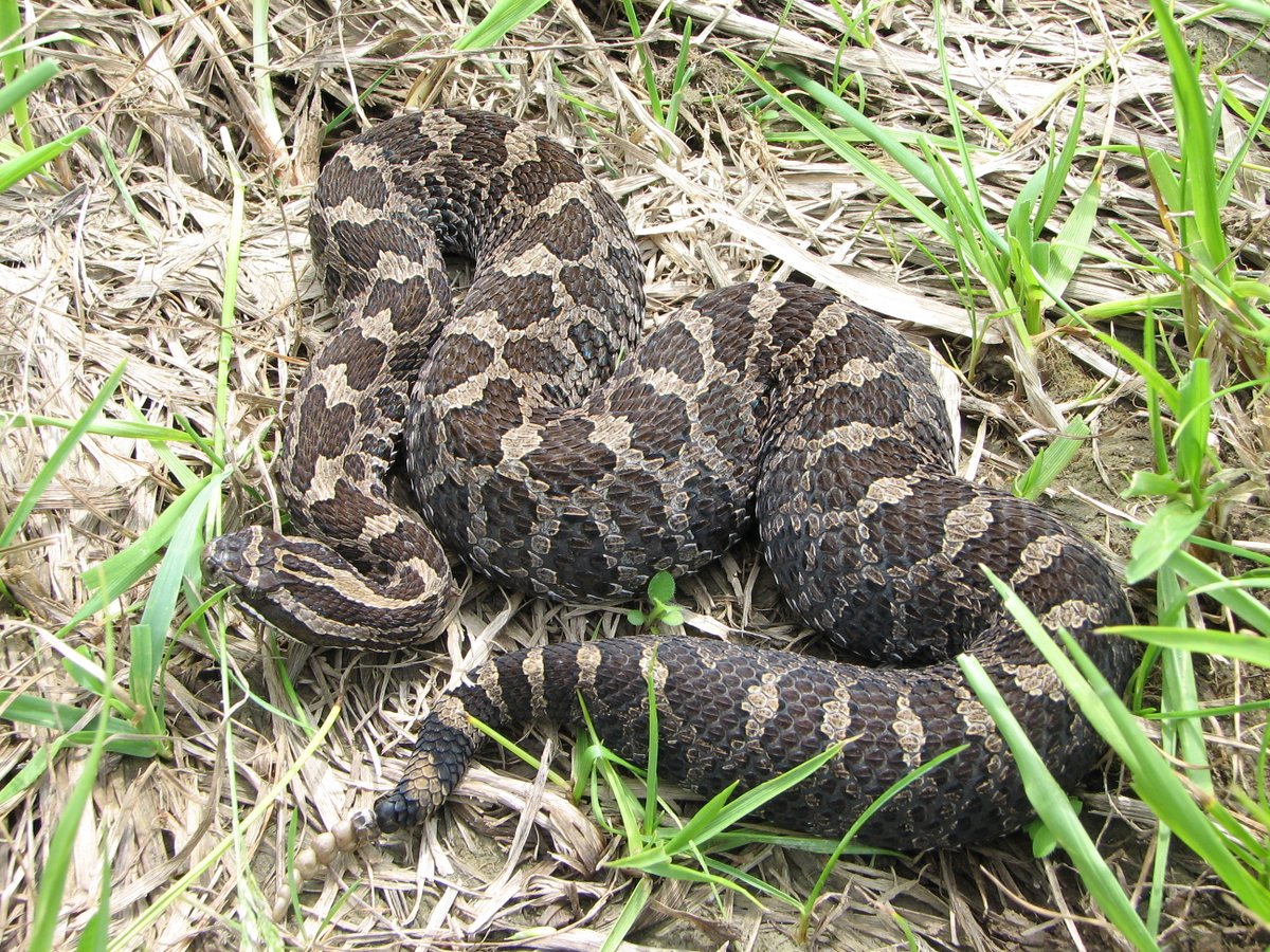 Please RT: The Gibbs Lab at Ohio State U. is recruiting a Postdoc to lead a project on the conservation genomics of Massasauga Rattlesnakes, Columbus, Ohio, USA. Start date: 1 Sept 2023. Salary: $60K with benefits for 2 years. More information: u.osu.edu/gibbslab/news/