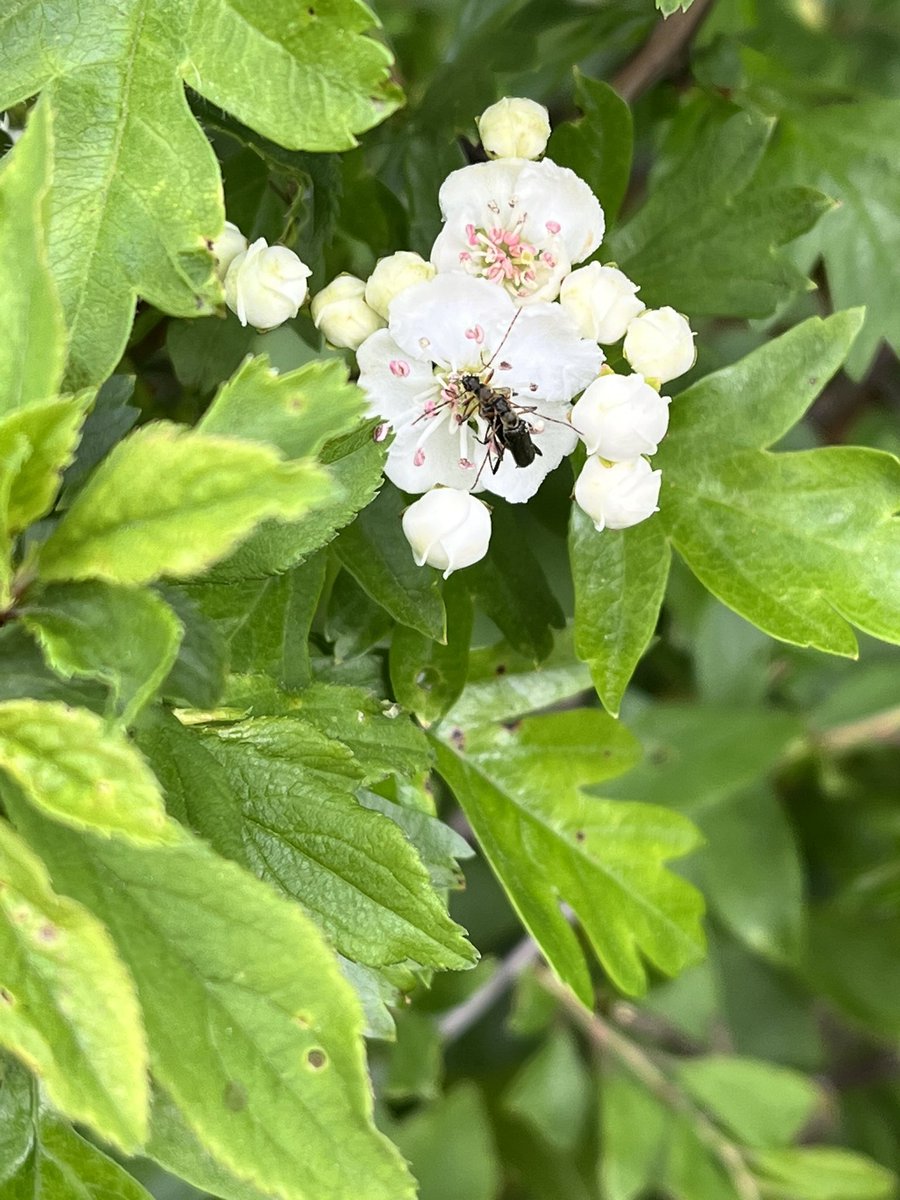 Louisheen's tweet photo. #wildflowerhour https://t.co/CYk29kwTBN