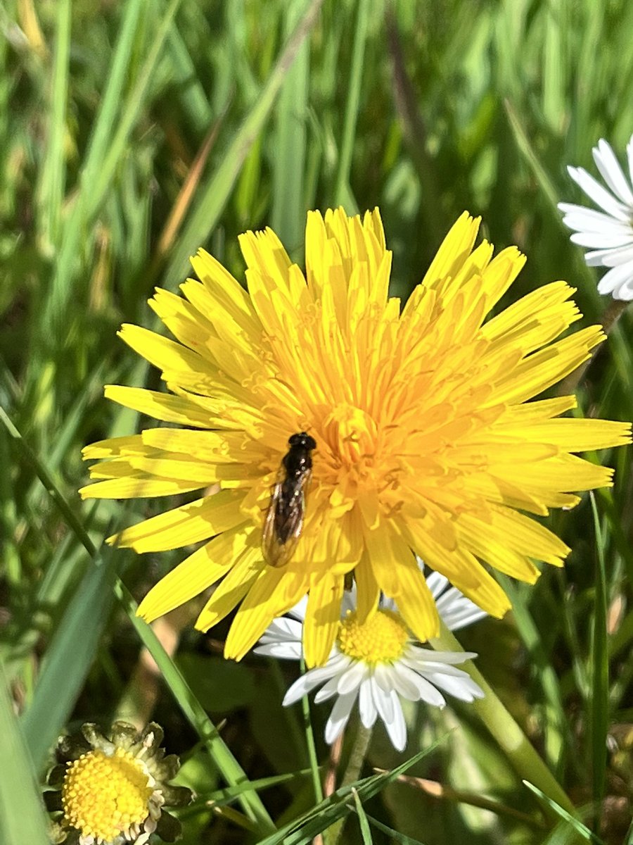 Louisheen's tweet photo. #wildflowerhour https://t.co/CYk29kwTBN