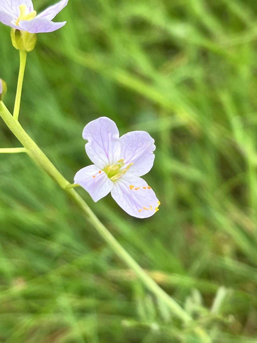 Louisheen's tweet photo. #wildflowerhour https://t.co/CYk29kwTBN