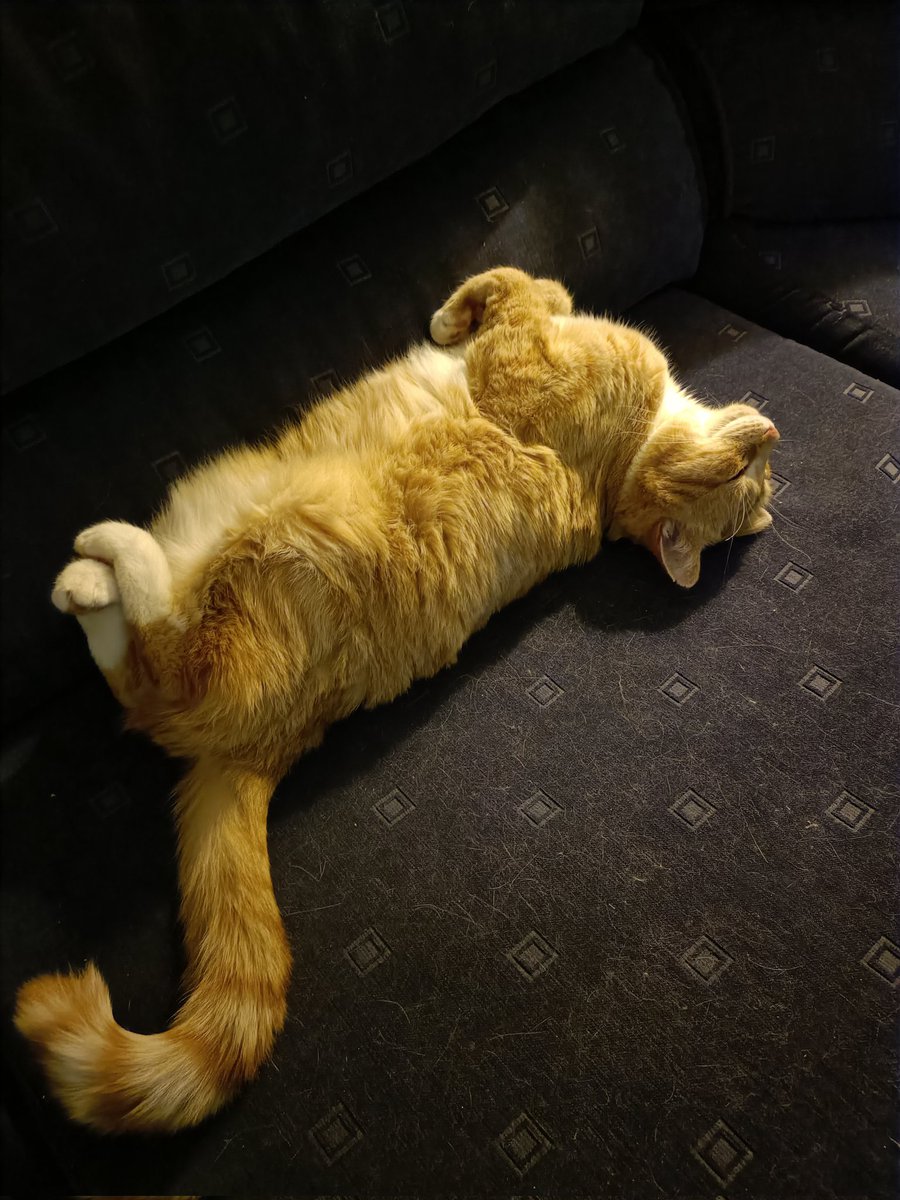 Zard13's tweet photo. @JortsTheCat This is Lexie going full fuzzy little baby bunny https://t.co/konjukkupK