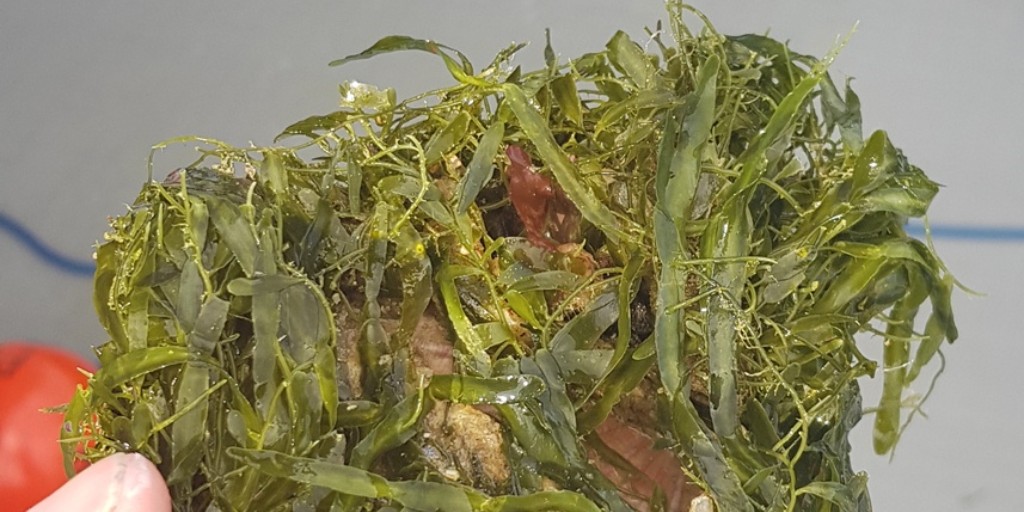 NorthlandRegCouncil tweet media