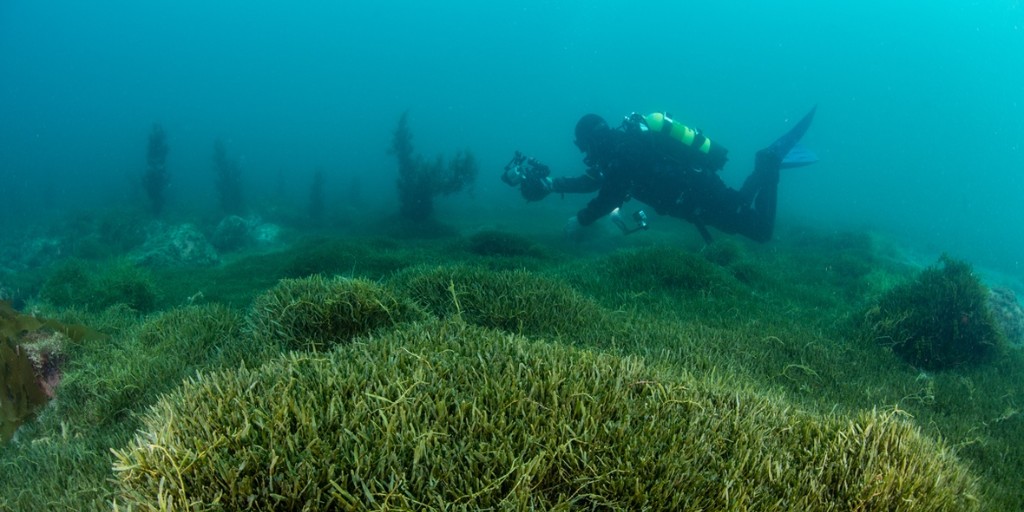 📰 Council seeks urgent Ministerial meeting over seaweed threat
There has been a 'Manifestly insufficient’ response by Biosecurity NZ to the threat posed to Te Taitokerau by invasive Caulerpa seaweed.
🔗 Read the full story here: bit.ly/3pyXAxH

Photo credit to NIWA