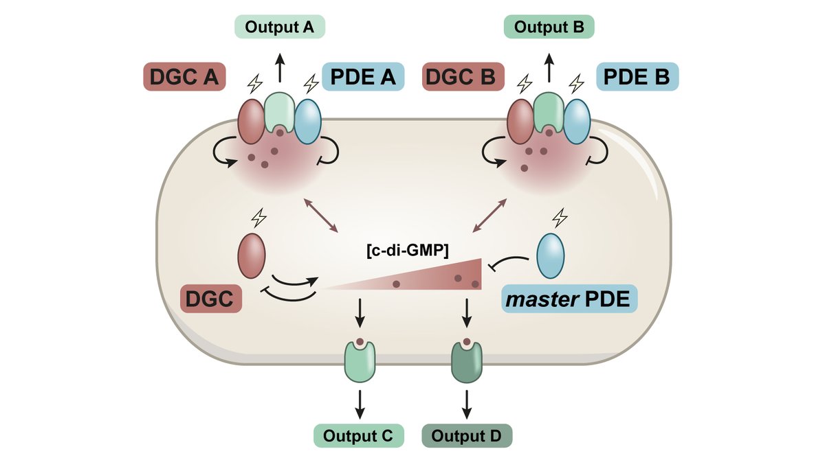 EJunkermeier's tweet image. Happy to share our new #review on cdGMP #signaling:
doi.org/10.1093/femsml…
We highlight how #bacteria manage to control several signaling pathways in parallel (despite relying on the same diffusible #molecule!) & take a glimpse at what's next in #secondmessenger signaling.