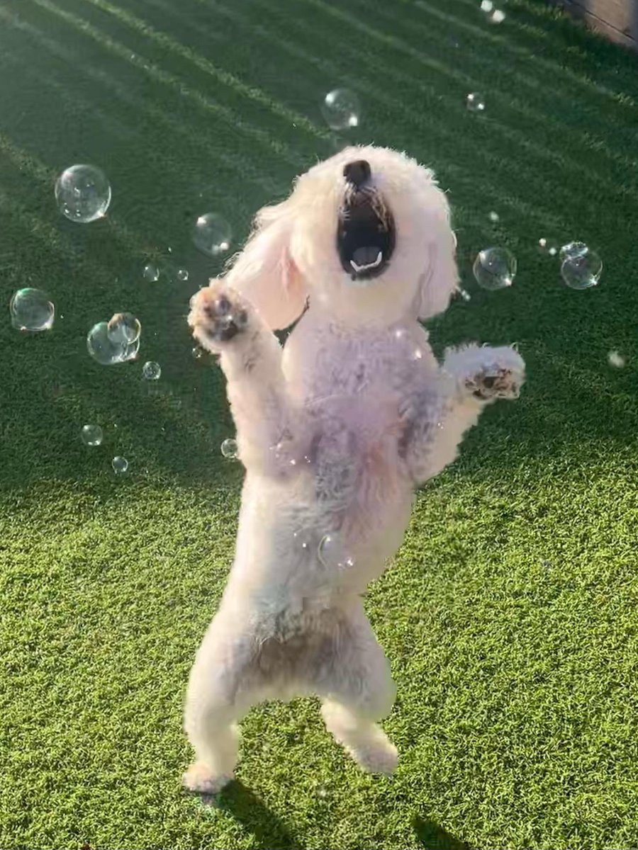 meatybubbles's tweet photo. Funday Sunday!!! Gorgeous sunny weather for most today! The perfect kind of weather for bubbles in the garden! Perfect action shot here from @billiecavapoo 🫧💕
.
#MeatyBubbles #Meatybubblesaddict #meatybubblesfun #dog #dogs #dogsofinstagram #doglover #dogmom #dogdad #dogmum https://t.co/VRo9pC7ZZx