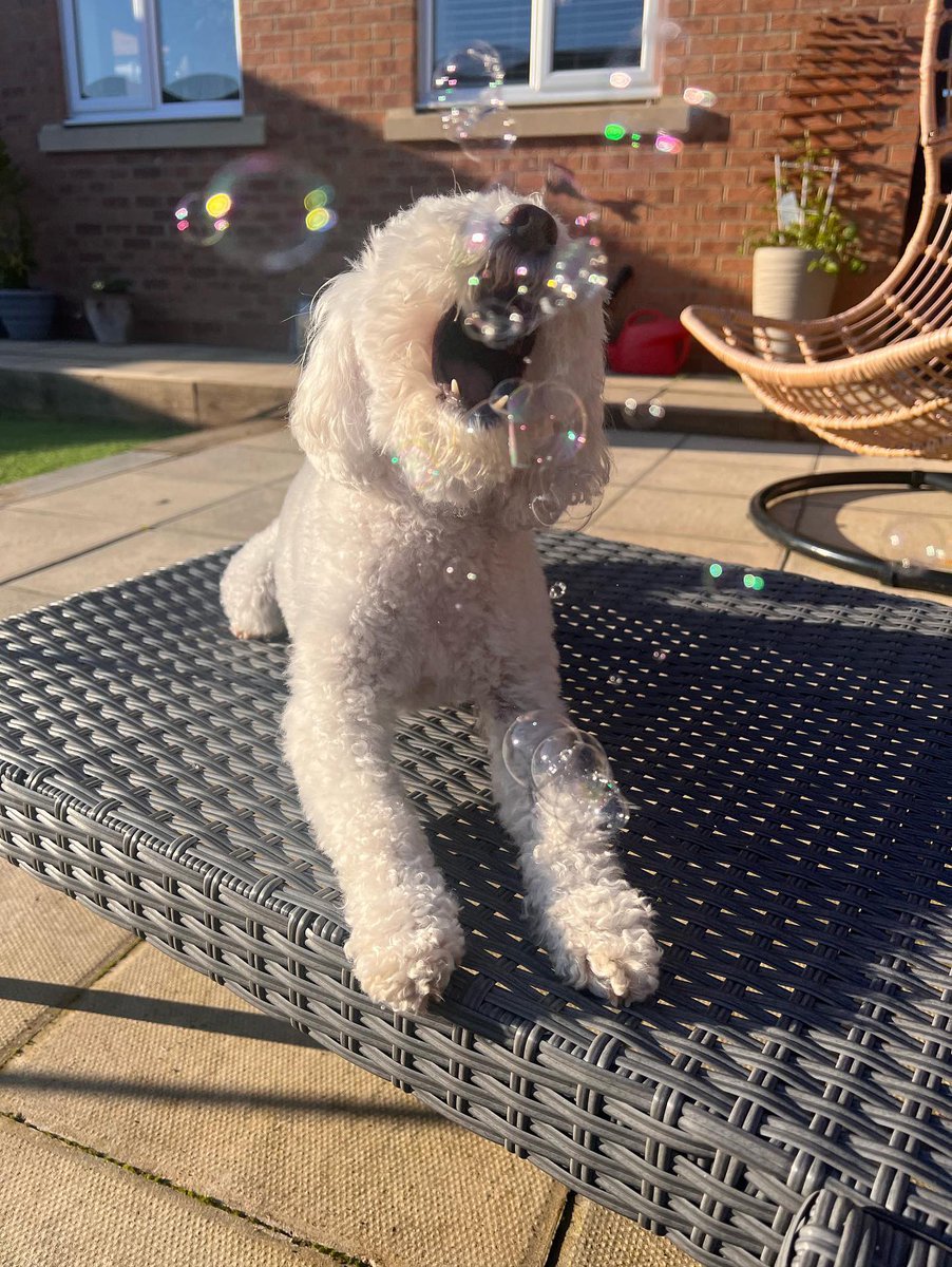 meatybubbles's tweet photo. Funday Sunday!!! Gorgeous sunny weather for most today! The perfect kind of weather for bubbles in the garden! Perfect action shot here from @billiecavapoo 🫧💕
.
#MeatyBubbles #Meatybubblesaddict #meatybubblesfun #dog #dogs #dogsofinstagram #doglover #dogmom #dogdad #dogmum https://t.co/VRo9pC7ZZx