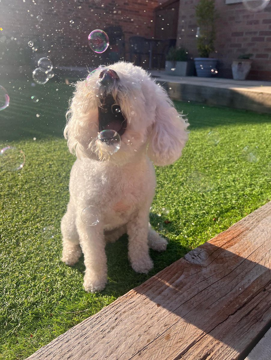 meatybubbles's tweet photo. Funday Sunday!!! Gorgeous sunny weather for most today! The perfect kind of weather for bubbles in the garden! Perfect action shot here from @billiecavapoo 🫧💕
.
#MeatyBubbles #Meatybubblesaddict #meatybubblesfun #dog #dogs #dogsofinstagram #doglover #dogmom #dogdad #dogmum https://t.co/VRo9pC7ZZx