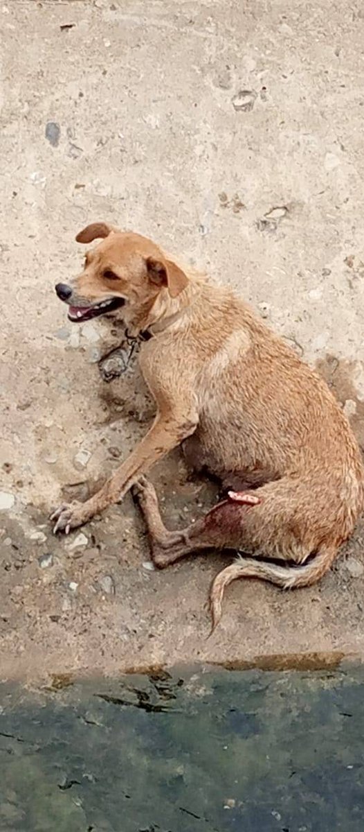 FAPRANIANZ's tweet photo. #REPORTAN por el canal del sector molorca calle guarico sentido #ptolacruz #barcelona #anzoategui a pesar de q tiene correa y pudiera deducirse de que tiene hogar o similar sigue en la calle con el hueso expuesto. https://t.co/fbSqrmv9AI