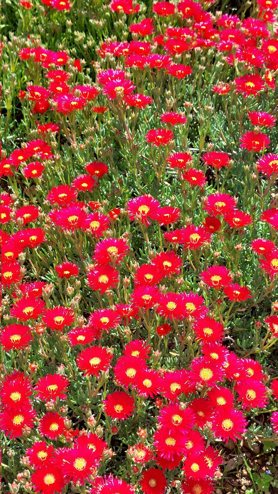 松葉菊 - Search / X