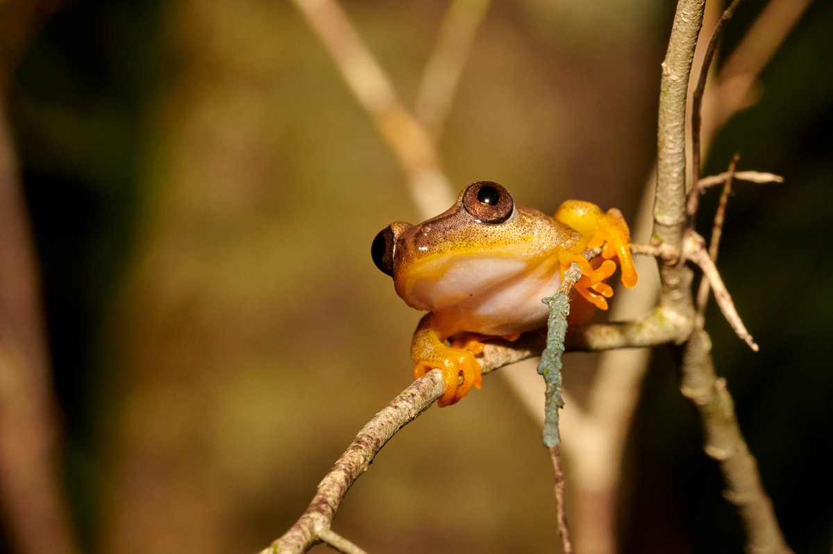 bownaankamal's tweet photo. Heterixalus sp | Ankanin'ny Nofy | Madagascar
#rarespecies #frog #rainforestlife #froglove #macro_turkey #naturelovers #bownaankamal #biodiversitymadagascar #herping #frogsofmadagascar #tropicalamphibians #uniquespecies #colorfulfrogs #conservationefforts #heterixalus https://t.co/JHROpLdW9M
