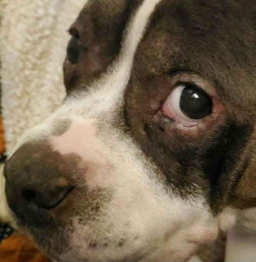 SugarShears's tweet image. Meatball wants you to know that we're booking for June!

head to the link in bio to secure your spot!

 #phillyhairstylist #hairbrained #igers_philly #philly #philadelphiagram #hairoftheday #phillybesthair #haircut #allyouneedisgoodhair #hairgoals #hairforeverydaywear #westphilly