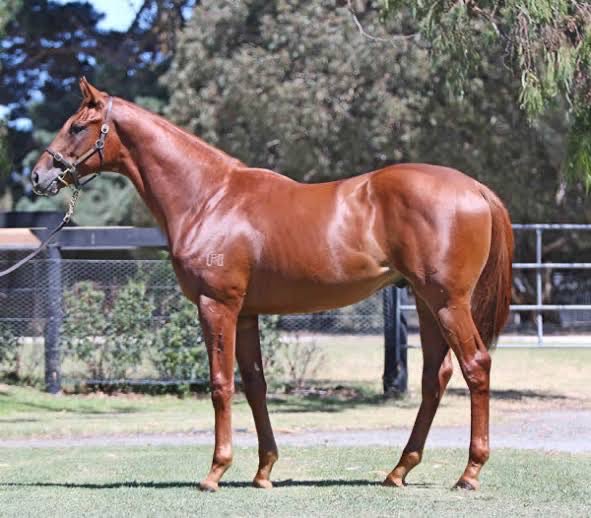 riverbankfarm1's tweet photo. Do yourself a favour this spring 🌼 with the best value ✅✅✅ stallion under $6k 🇦🇺 DALASAN ONLY ⁦@riverbankfarm1⁩ FEE $5500 including vet fees &amp; free return. Won 🥇 from 1000m to 2000m wet or dry ,averaged $86k per start. #breedtorace ⁦@vicbreeders⁩ ☘️☘️☘️☘️☘️☘️☘️ https://t.co/dYOKOTPrNc