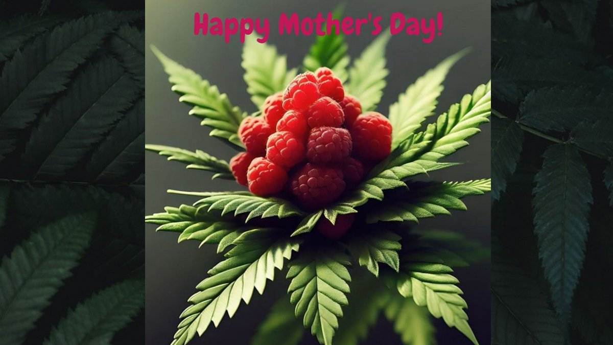#happymothersday from Mosca Seeds🌿🌸🌹🌼🌺🌻
moscaseeds.com

#moscaseeds #mothersday #growyourown #howtogrow #cannabisseeds #cannabis #cananbiscommunity #cannabisindustry #chicagocannabis #chicagocannabiscommunity #chicagogrown #weed #420 #CannabisNews #Mmemberville