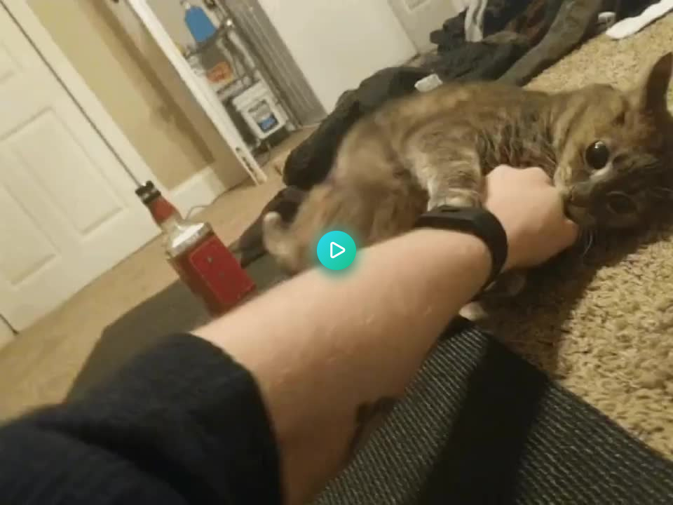 lolol_cat's tweet photo. She's hugging! via https://t.co/R66A6gBTjZ https://t.co/o1gmKvSU2c