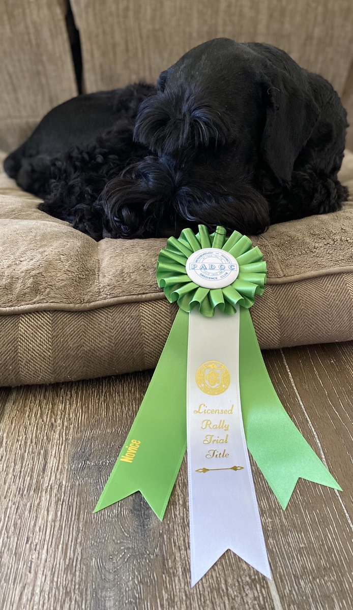 Hopps (@bradhopper14) on Twitter photo Apparently winning your first ever Rally title is exhausting! So proud of my Giant Schnauzer Aggie for the first of hopefully many more🎉 #giantschnauzers #PADOC #gsagatha #loyal #dogsofinstagram #dogsoftwitter #blackdogsmatter <a href="/GiantSchnauzers/">Giant Schnauzers</a> <a href="/CityPtbo/">City of Peterborough</a> <a href="/MurphTWN/">Chris Murphy TWN</a> <a href="/dog_feelings/">Thoughts of Dog</a> Apparently winning your first ever Rally title is exhausting! So proud of my Giant Schnauzer Aggie for the first of hopefully many more🎉 #giantschnauzers #PADOC #gsagatha #loyal #dogsofinstagram #dogsoftwitter #blackdogsmatter <a href="/GiantSchnauzers/">Giant Schnauzers</a> <a href="/CityPtbo/">City of Peterborough</a> <a href="/MurphTWN/">Chris Murphy TWN</a> <a href="/dog_feelings/">Thoughts of Dog</a>