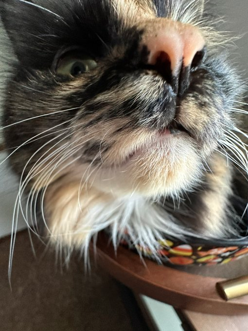 CatsCloseToCam_'s tweet photo. Submitted by @afroguitarman https://t.co/iZOqdbASXC