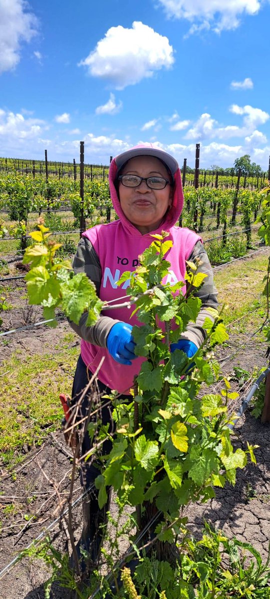 On #MothersDay let's toast farm workers like Daisy who is a mother of 3 with 3 grandkids. Daisy works under a UFW contract at @balettowine tending to the wine grape vineyards. To toast your mom w/wine produced under UFW contract go to ufw.org/ul. #WeFeedYou