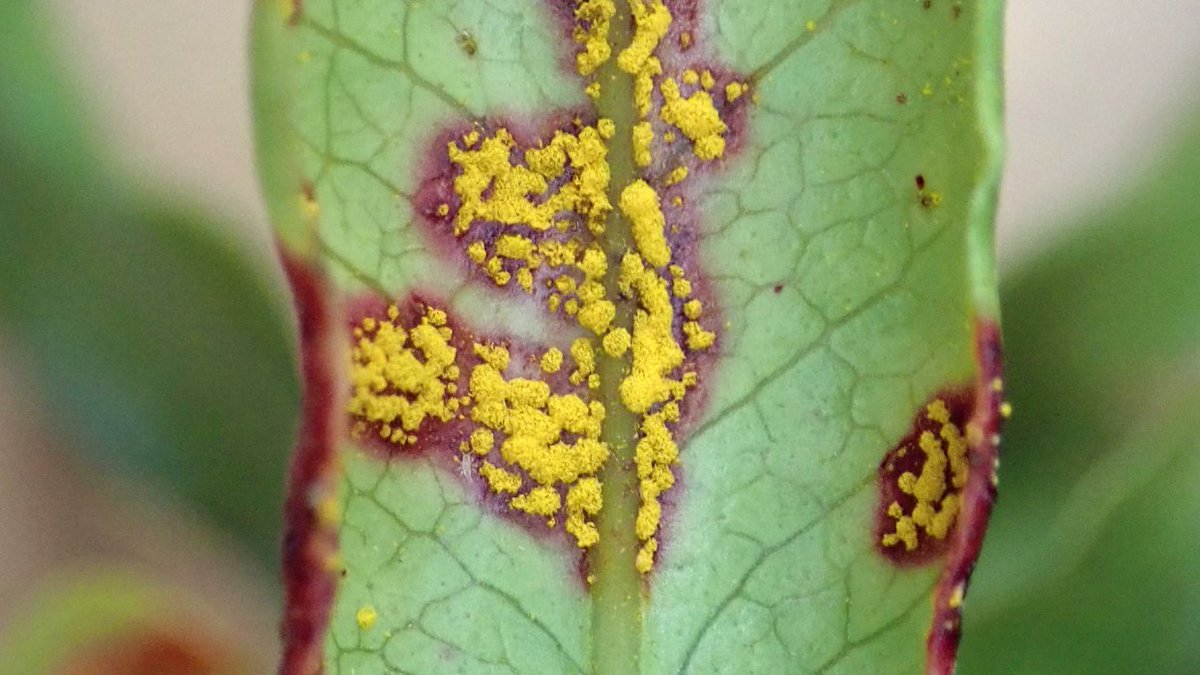 Still wanting to submit an abstract for the 2023 Australasian Myrtle Rust Conference? There is still time! The deadline has been extended to 31 May. The conference will be in Sydney, 21-23 June. eee.eventsair.com/myrtle-rust-co…