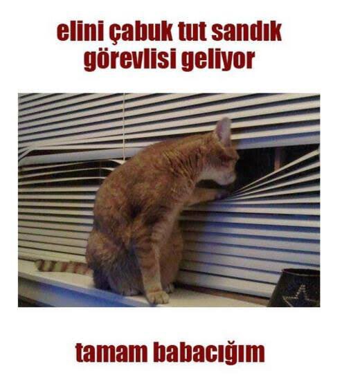 farukeldem1987's tweet photo. Aman dikkat trafolara kedi girmesin 🫶😂 https://t.co/Qf3xciEtlc