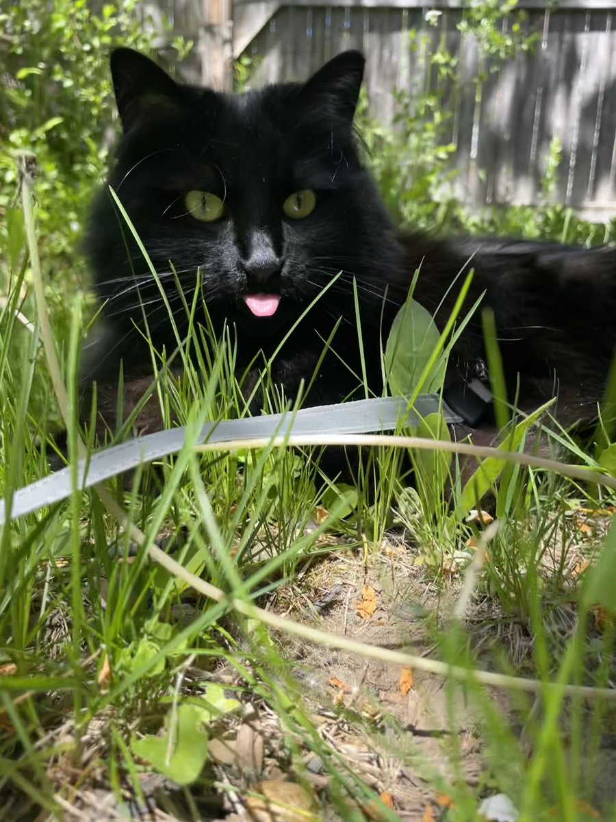 MrSnarkle's tweet photo. My cat is the cutest cat. End of discussion. :p https://t.co/yLsOZ9yzon