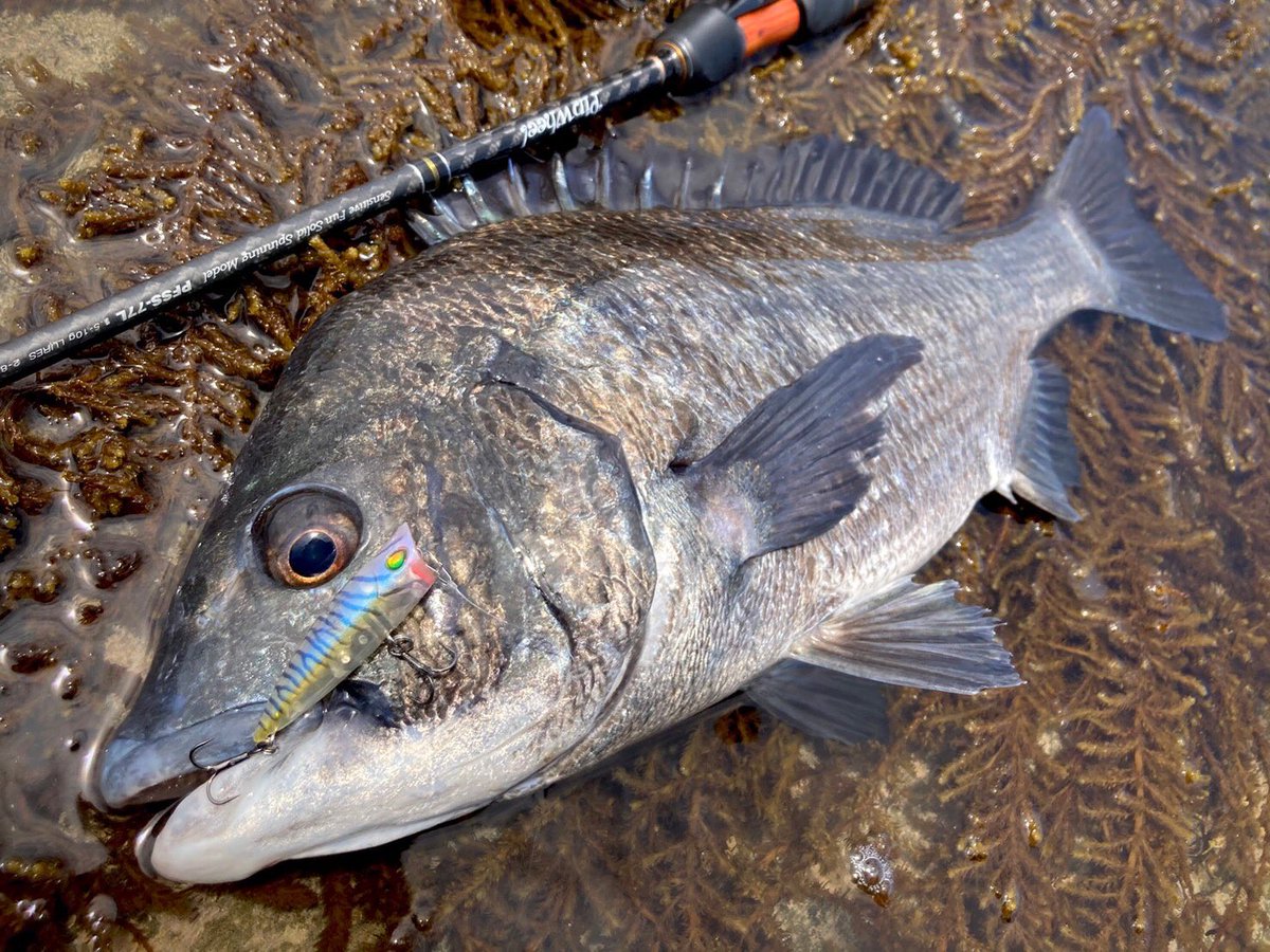 palms_global's tweet photo. Bream with Turn Pop in Japan 🇯🇵
Rod: Pinwheel 77L
Lure: Turn Pop
#palms #palmsfishing #bream #breamfishing #lightgame #lightgamefishing #bitarts #surfacelures #surfacelure #topwater #topwaterfishing #japanfishing #fishingjapan @palms_japan @palms_global https://t.co/FgCkdMzY50