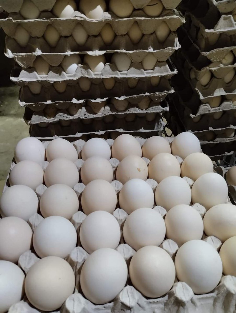 Gracelandfarmer's tweet photo. MASSIVE SALE on EGGS 

Farm fresh chickens and eggs 
Wholesale / bulk prices 

Small 30 eggs = R35 tray 
Medium 30 eggs = R40 tray
Large 30 eggs = R45 tray
X-Large 30 eggs R50 tray

Chickens R80 &amp; 10 for R750
WhatsApp 0793642181
301 president street, Germiston. https://t.co/mPf1x2JDTk