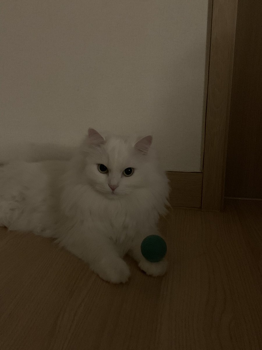 짱백희 tweet media