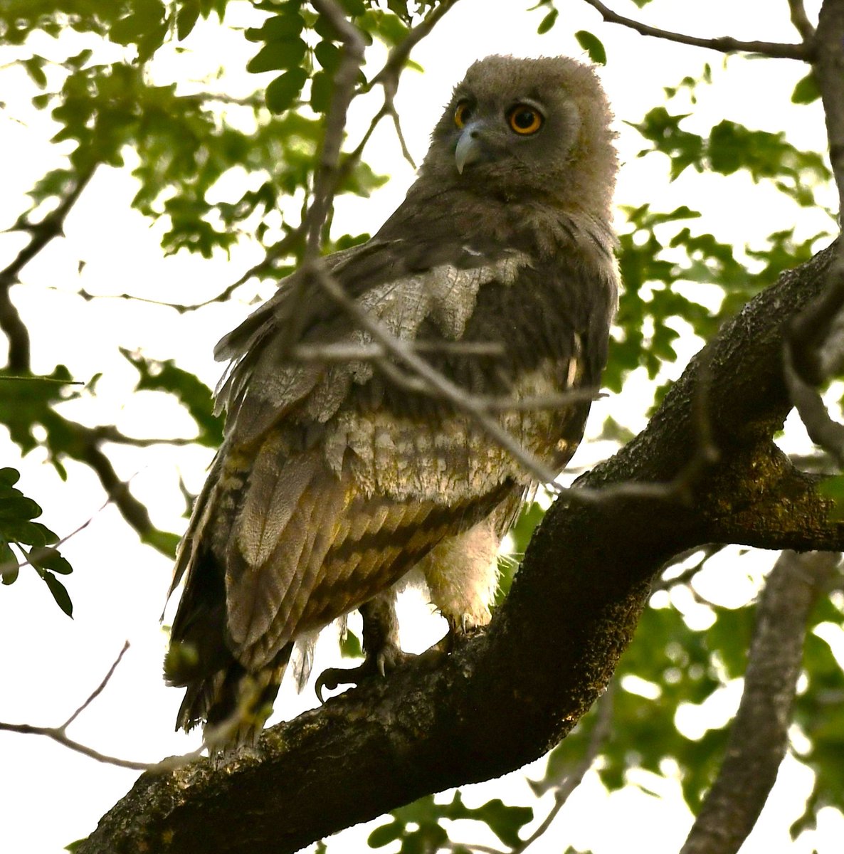 vyasad's tweet photo. Brown Fish #Owl,#Ranthambore ,Ciao.
#indiaves #bbcwildlifepotd #natgeoindia #Bird #JogiMahal
#NatGeo #ThePhotoHour #BirdsSeenin2023 #BirdsOfTwitter #birdphotography #birdwatching @birdsaroundme @birdnomoj @BirdWatchingMy @IndiAves @my_rajasthan @ForestRajasthan @Britnatureguide https://t.co/spoQeQwEfc