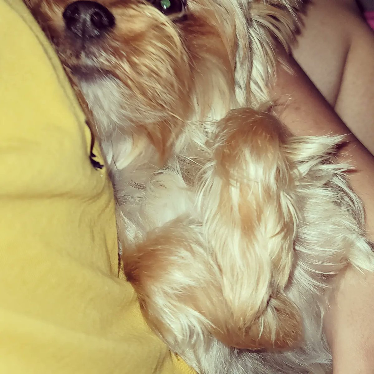 MommysRue's tweet photo. That yoshi https://t.co/UcI3DuYasA