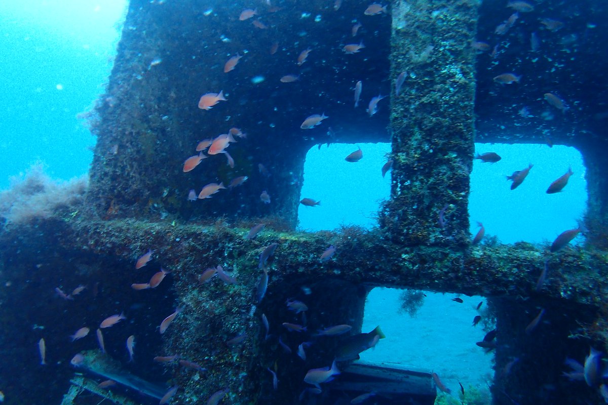 LIGHT_HOUSE1990's tweet image. 5月13日～14日大瀬崎にて～