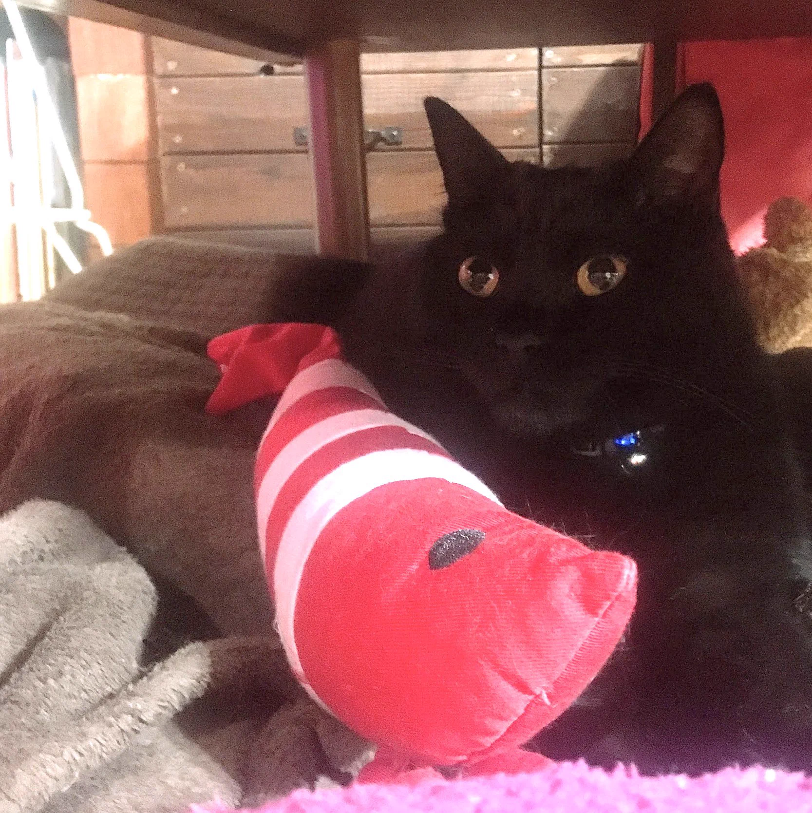わりと一家に１エビいますよね。プンたんのモノボケの
#猫 #黒猫 #猫のいる生活  