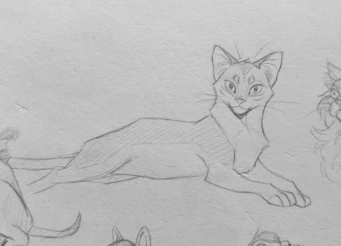 silly abyssinian cat sketch from last year