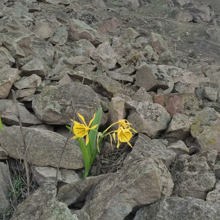 Has luchado tanto tiempo contra las adversidades que impedían tu floración y hoy, después de algunos años, te vuelvo a ver erguida frente a todos 💚 #flordeamancaes #resiliencia #ejemplo #naturephotography #diadelamadre 

📷: <a href="/hernanbaca/">hernan  baca</a>