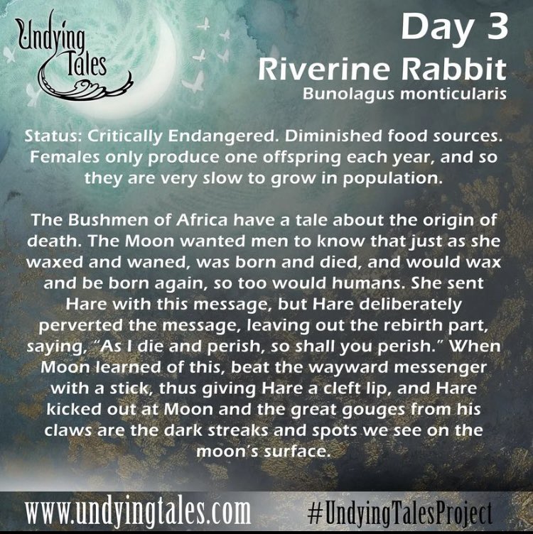 MunRakel's tweet photo. Love this challenge! 💗 Day 3: Riverine Rabbit 
@undyingtales 
#day3 #undyingtales #undyingtalesproject #undyingtales2021 #artchallenge2021 #artchallenge #riverinerabbit #endangeredspecies #art #artwork #artoftheday https://t.co/csgZgkKd0D