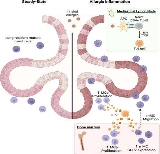 Mucosal Immunology tweet media