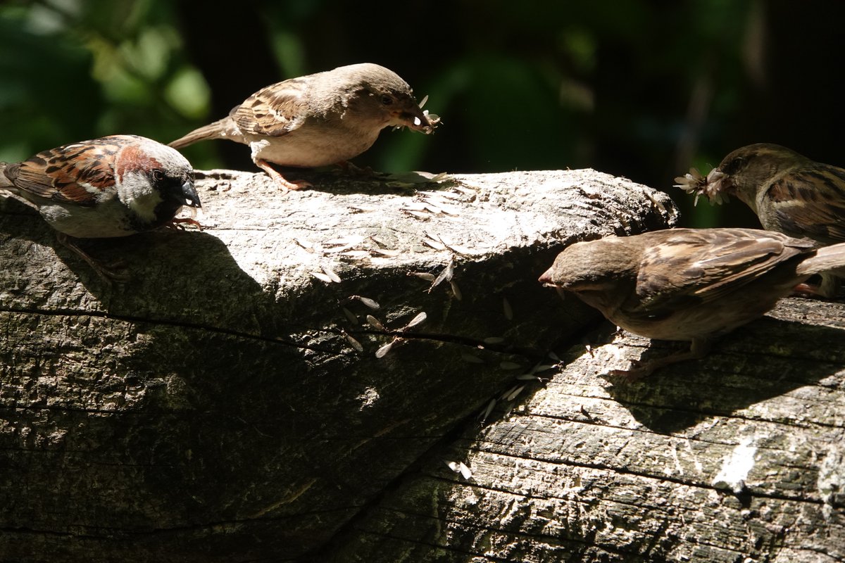 NycAkiko's tweet photo. The first time I saw a termite hatch out. Blue jay & house sparrows were having a feat! #CentralPark #birding #birdwatching #birdphotography #birdcpp #BirdTwitter #bluejay #sparrow #hatchout https://t.co/PXe5DmBsdB