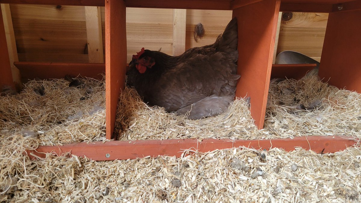 Lilit- None Gender: Left Beef tweet media