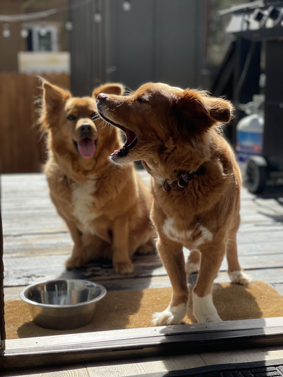 LukeBanhamActor's tweet image. Ruby and Cowboy enjoying the cabin deck! A lot calmer than DTLA!!